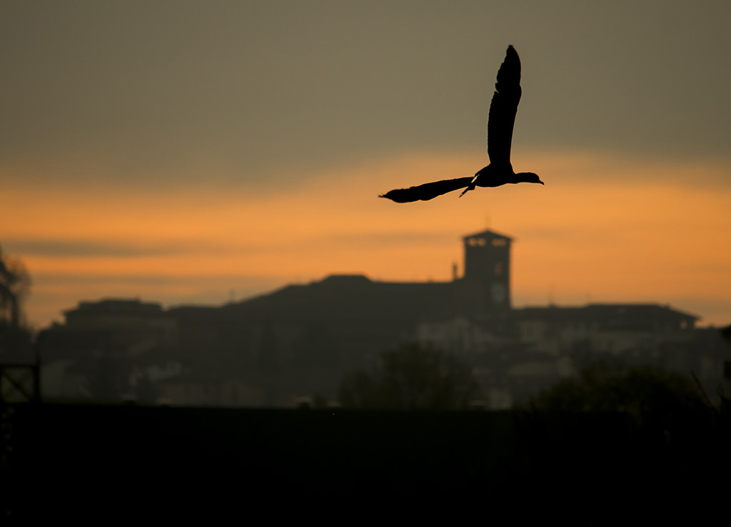 Carpe Diem IMG_6417